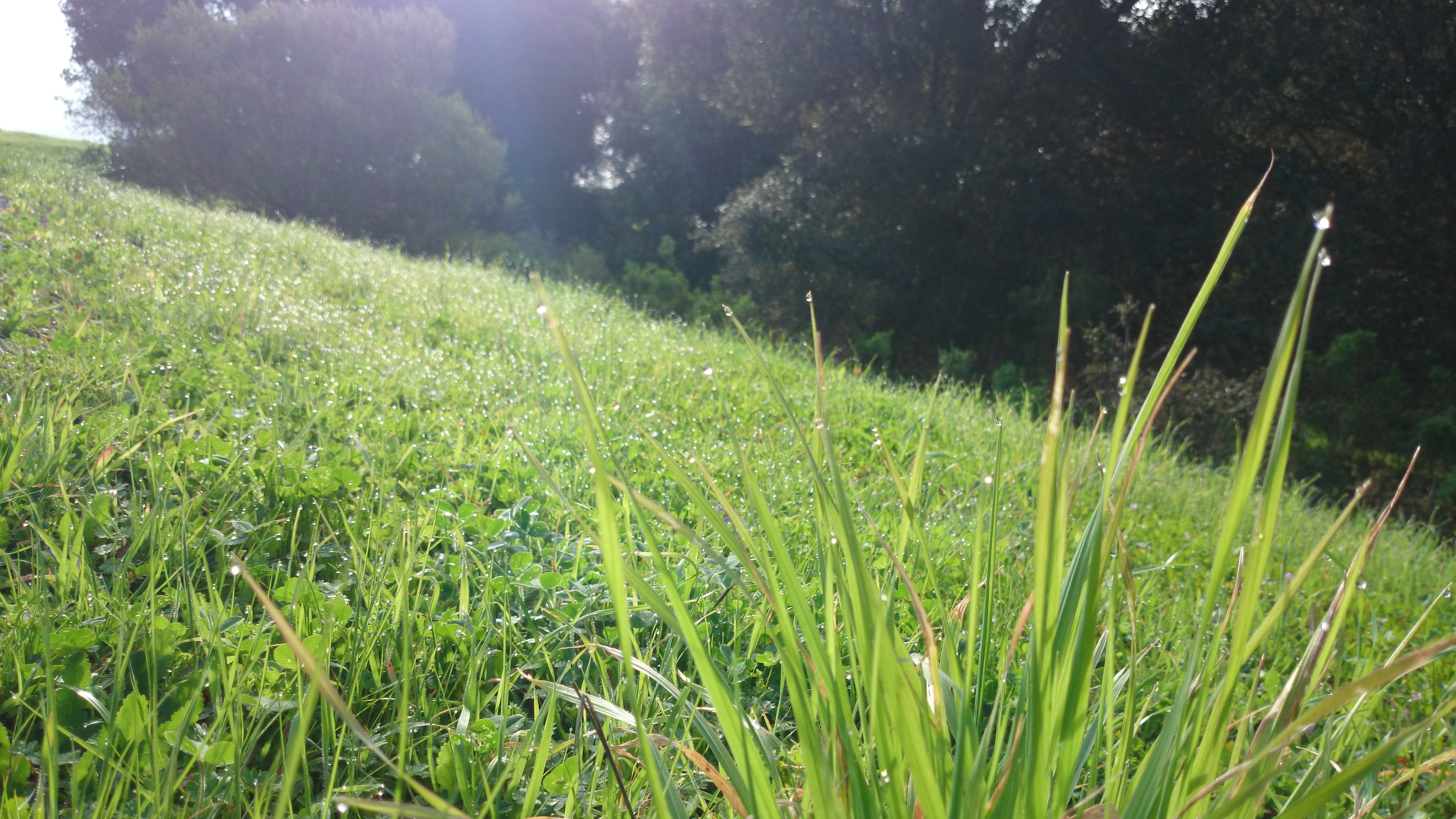 清晨的草地